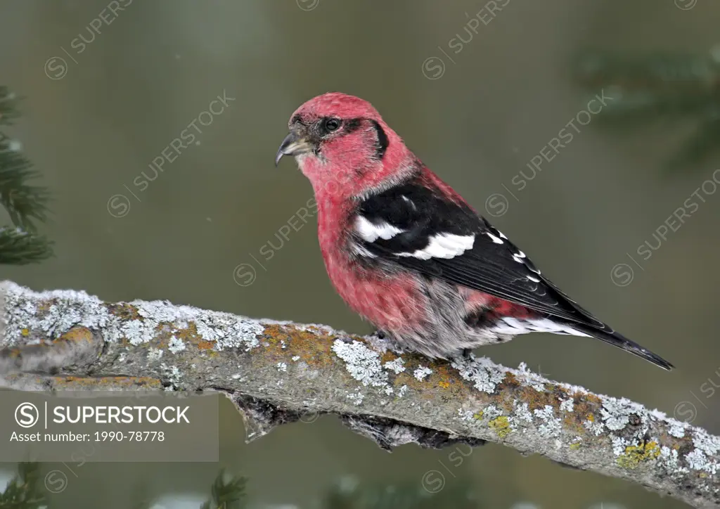 A male White-winged Crossbill, Loxia leucoptera, perched at Douglas Provincial Park, Saskatchewan