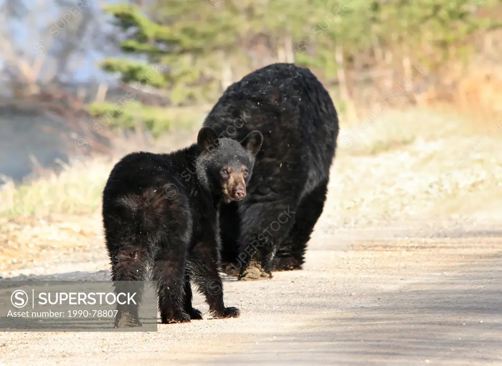 Black Bear (Ursus americanus) cub and mother at Waskesiu, Saskatchewan