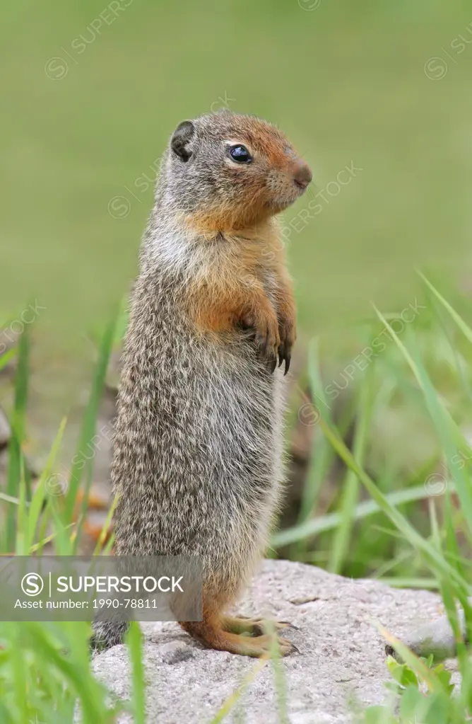 Columbian ground squirrel (Urocitellus columbianus) at its burrow at Jasper National Park, Alberta