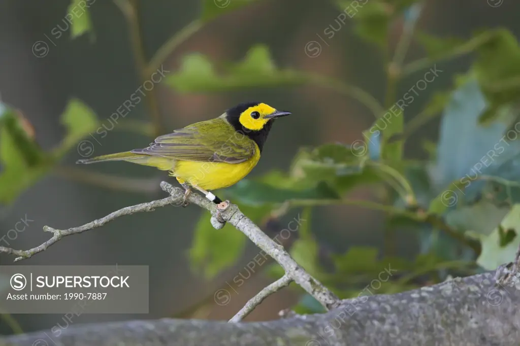 A male Hooded Warbler Wilsonia citrina at Long Point in Ontario, Canada