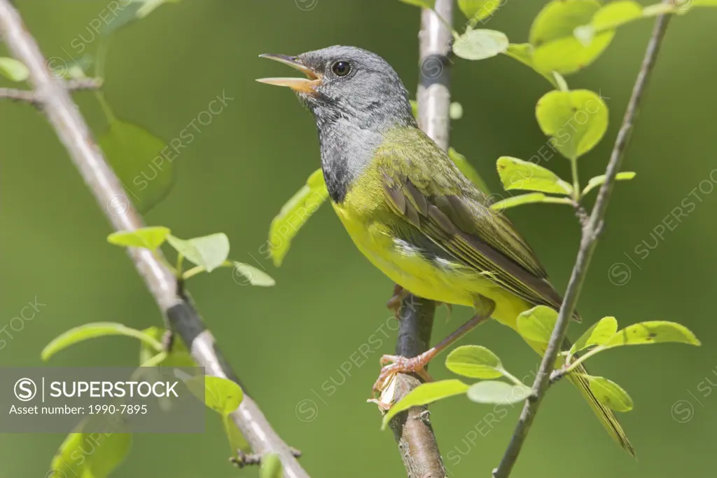 A male Mourning Warbler Oporornis philadelphia singing at the Albion Hills Conservation Area in Ontario, Canada