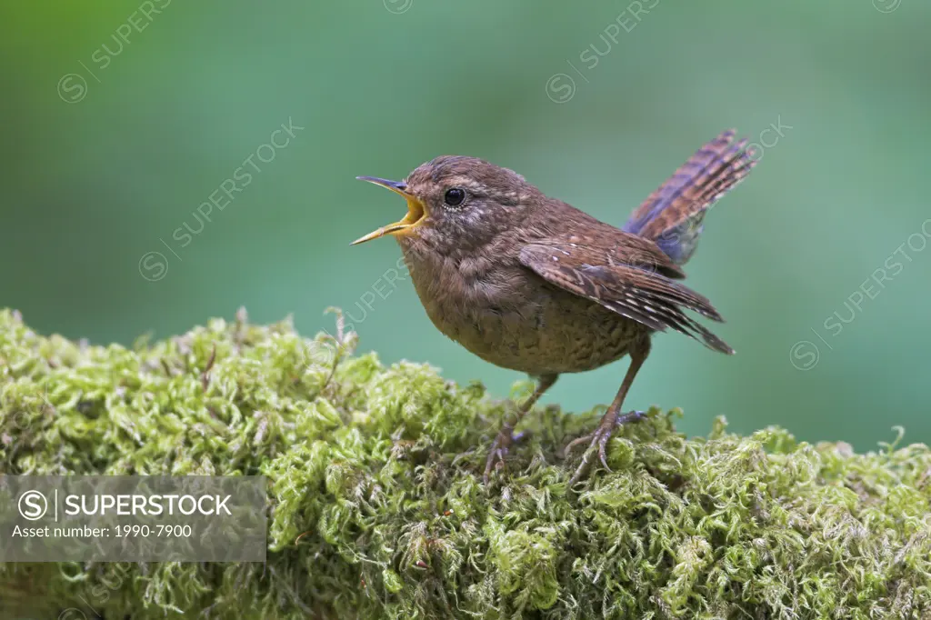 A Winter Wren Troglodytes troglodytes singing from a mossy branch at Goldstream Provincial Park in British Columbia, Canada