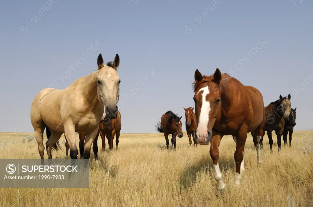 Horses on the open grasslands of the Prairies - Southern Saskatchewan, Canada