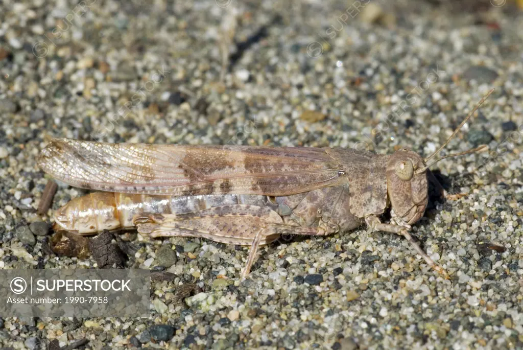 Grasshopper, British Columbia, Canada
