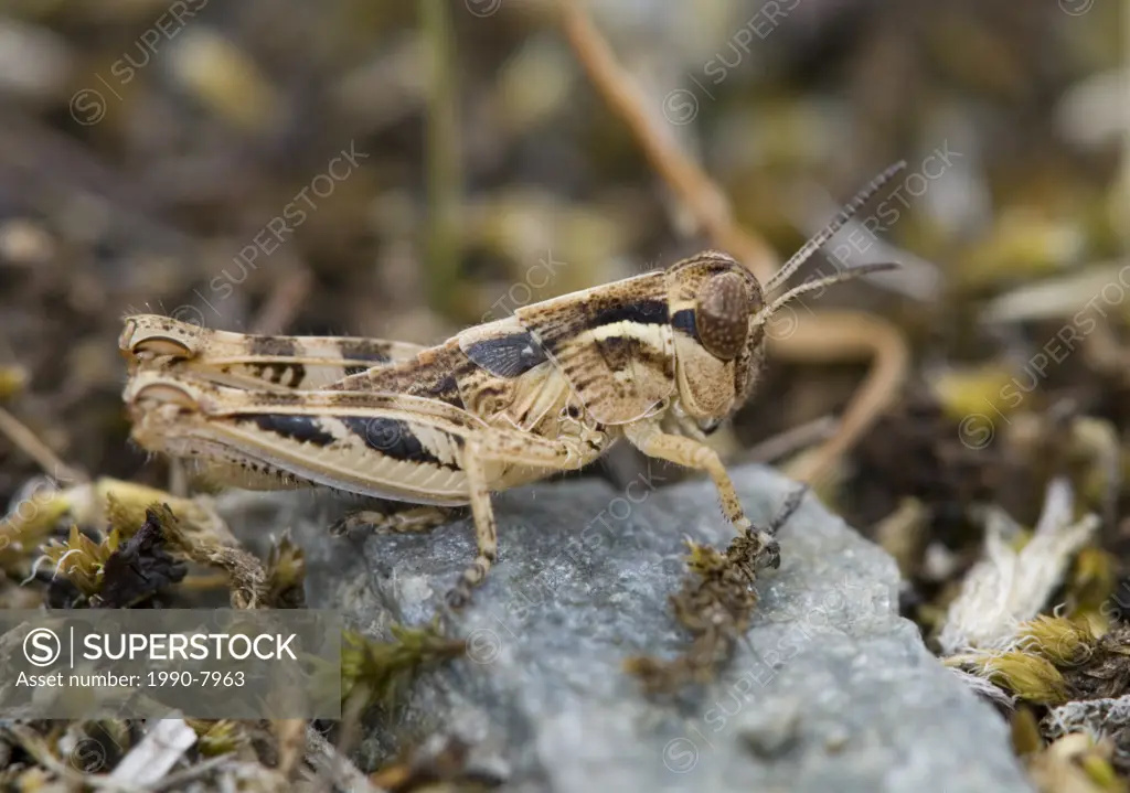 Grasshopper, British Columbia, Canada