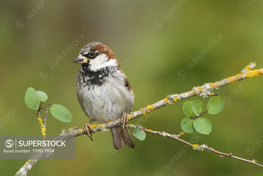 House Sparrow Passer domesticus, British Columbia, Canada