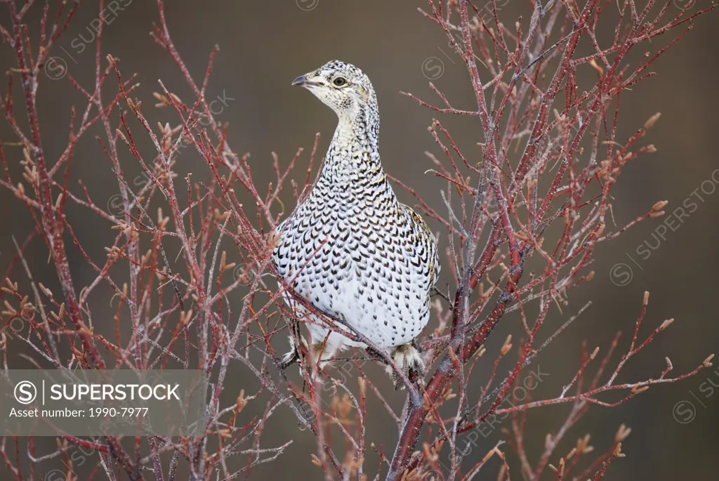 Sharp-tailed Grouse Tympanuchus phasianellus Adult  Fairly numerous and widespread in open areas from northern bogs and woodland margins to grass plai...