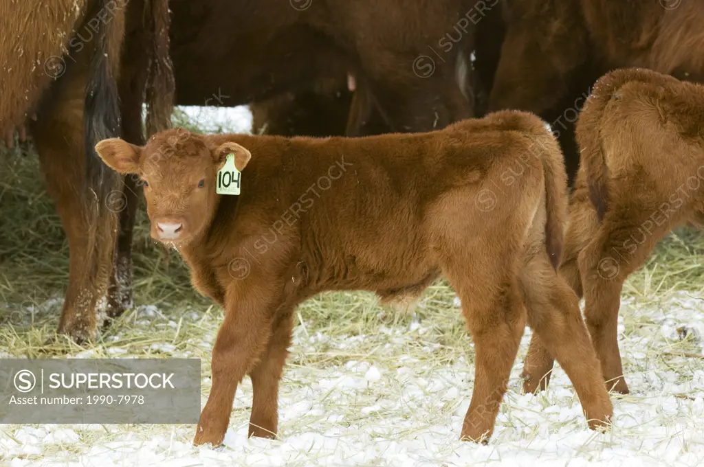 Red Angus Bos taurus Calf male  Only a few days old the eartag identifies him to his mother  He waits while his mother feed on hay put out by the ranc...
