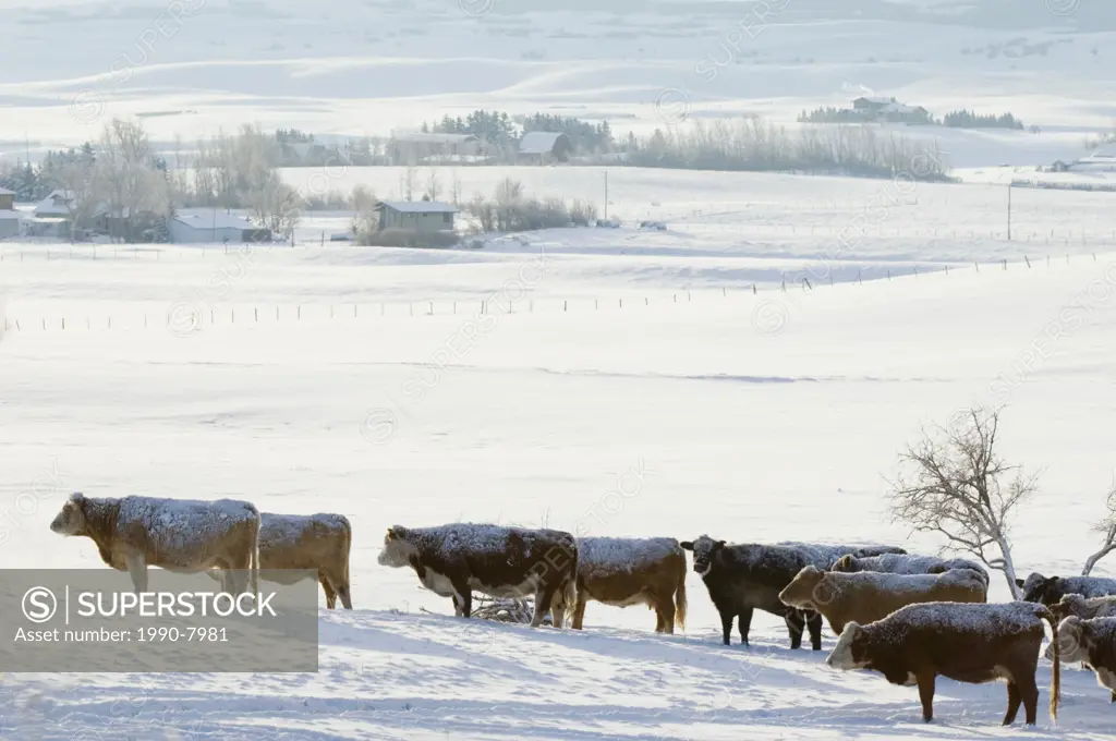 Cattle Bos taurus coated with snow from a storm in the night wait for the rancher to come to feed them  Their thick coats insulate them so well that t...