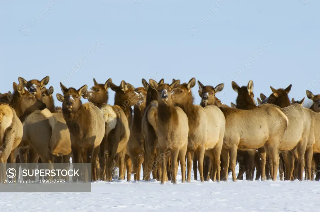 Elk Cervus elaphus Females gathered on a hilltop  When Elk gather in a tight group they are either alarmed for some reason or are going to do somethin...