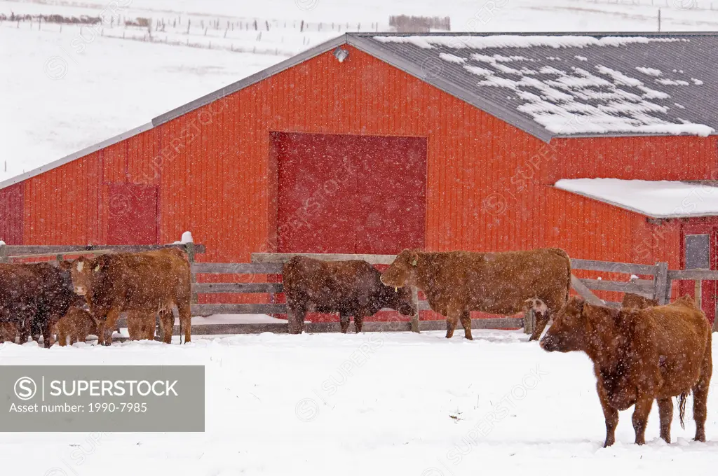 Red Angus Bos taurus Females and Calves  Cattle in this area are left outside in the winter  Cows about to give birth may be taken into the barn in co...