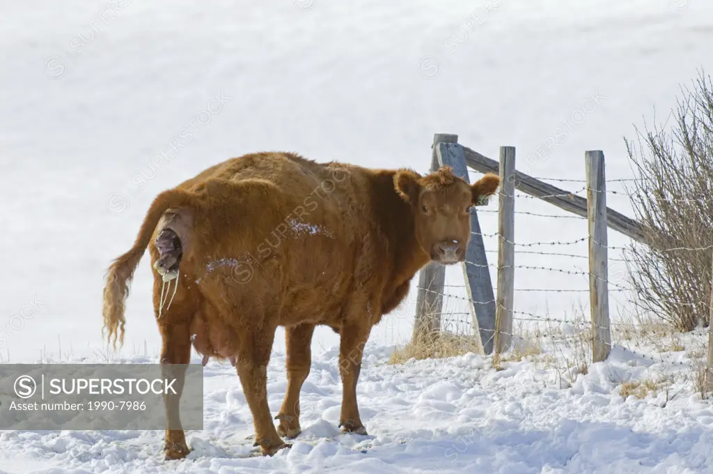 Red Angus Bos taurus Female giving birth to Calf  Cows in this area are usually left outside in winter  If the weather is very cold many Ranchers will...