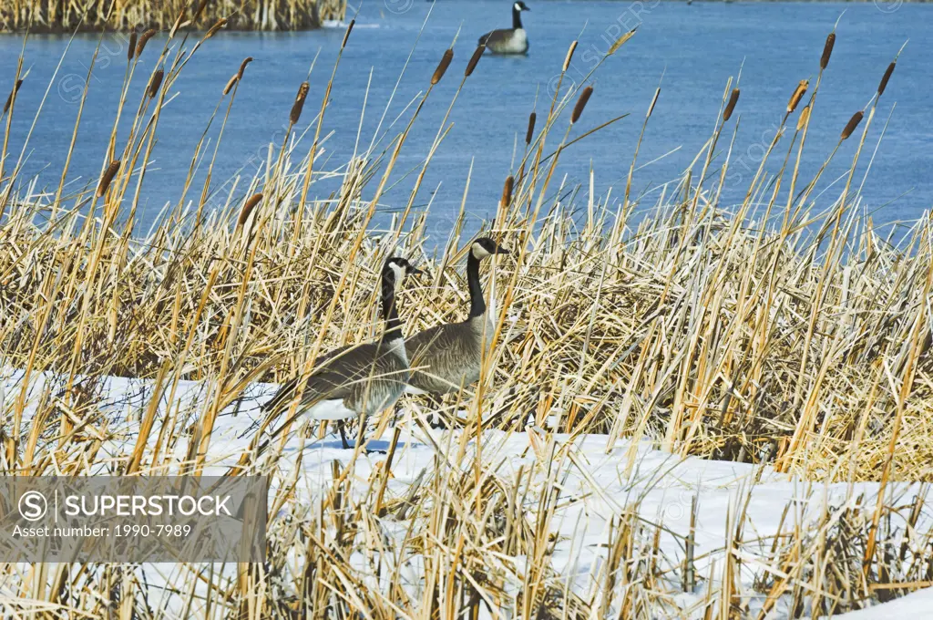 Canada Geese Branta canadensis pair  These Geese often form long-term bonds  They will vigorously defend their nesting site from other pairs  Maskinon...