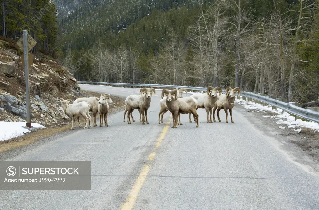 Bighorn Sheep Ovis canadensis band together in spring and move to higher summer ranges  Their lighter coloured winter coats will not begin to shed unt...