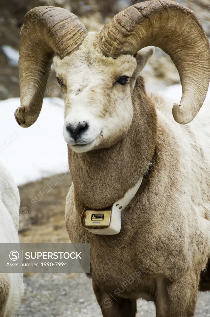 Bighorn Sheep Ovis canadensis, band together in spring and move to higher summer ranges  Their lighter coloured winter coats will not begin to shed un...