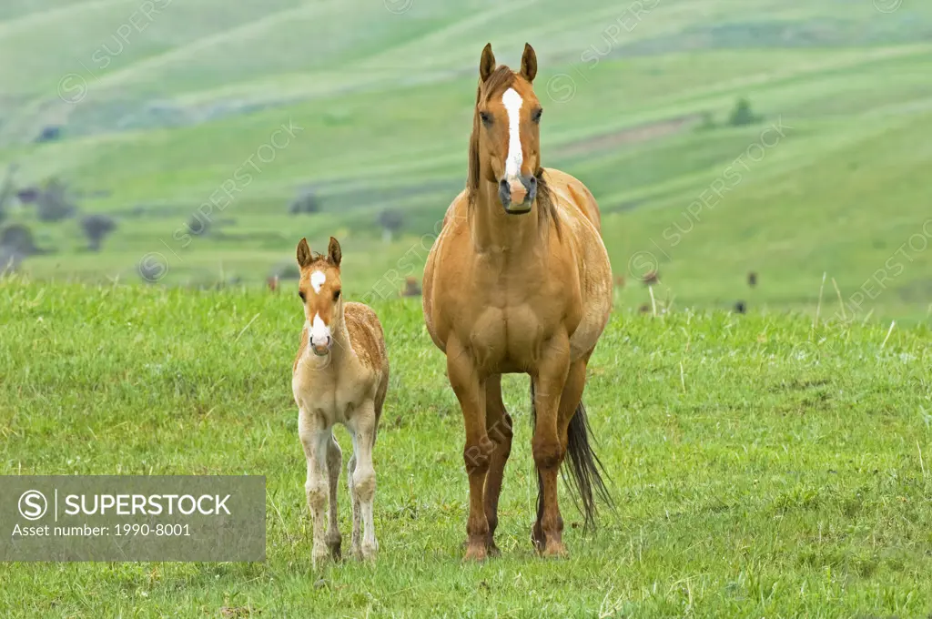Horses Equus caballus Female and Foal  Females in this area give birth in open pastures  The females are very protective of their foals for the first ...