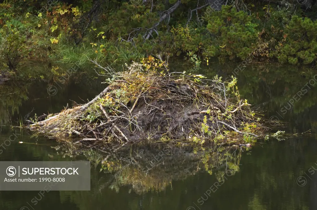 Beaver Castor canadensis Lodge  In the fall Beavers coat their lodge with a fresh layer of mud  Once this layer dries it provides protection from pred...