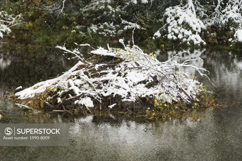 Beaver Castor canadensis Lodge coated with early snowfall  Waterton Lakes National Park, southwest Alberta, Canada