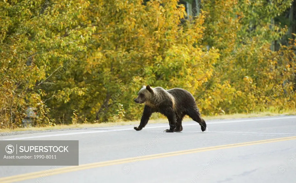 Grizzly Bear Ursus arctos horribilis juvenile crossing highway near entrance to park  Probably three years old this young bear is now on its own since...