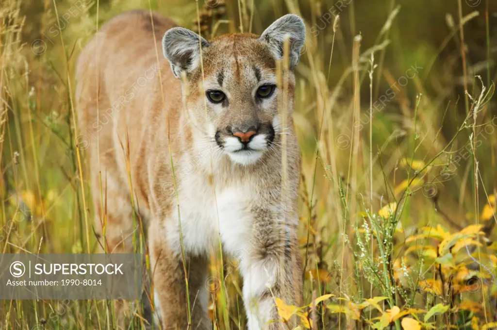 Cougar Felis concolor Juvenile  A solitary and strongly territorial hunting species that requires isolated or undisturbed game-rich wilderness  The sp...