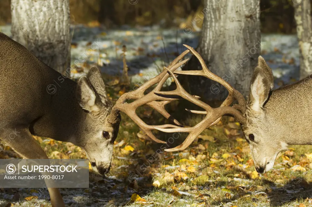Mule Deer Odocoileus hemionus Males engaging in sparring as tests of strength prior to the beginning of the rut  These partnerships can last for sever...
