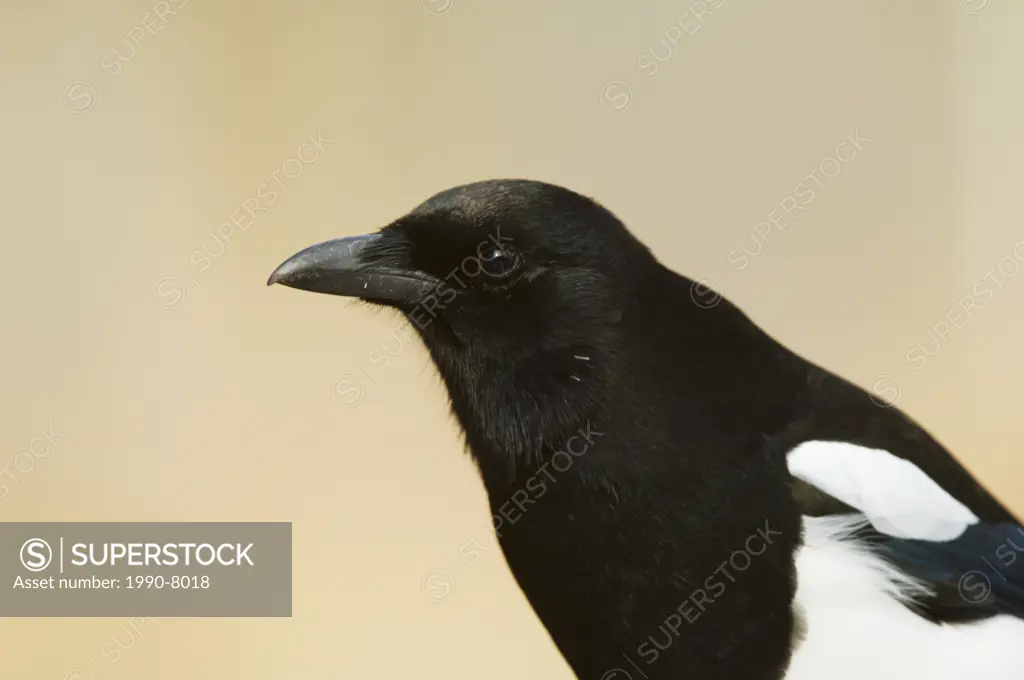 Black-billed Magpie Pica pica Adult  Magpies are frequently shot because they steal grain but since the most important items in their diet seems to be...