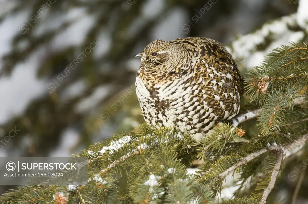 Ruffed Grouse Bonasa umbellus Adult perched in White Spruce Pices glauca Usually found alone in open deciduous or mixed woods and open fields  Waterto...