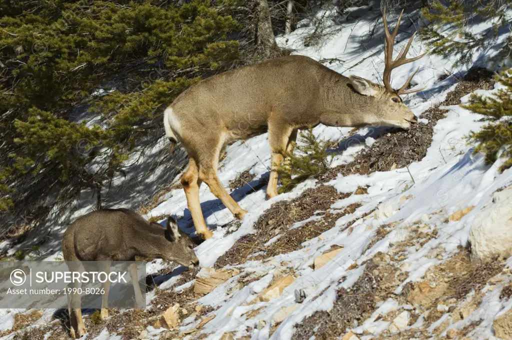 Mule Deer Odocoileus hemionus Male  Fawn grazing nearby  Mature males can weigh up to 475 pounds  Waterton Lakes National Park, southwest Alberta, Can...