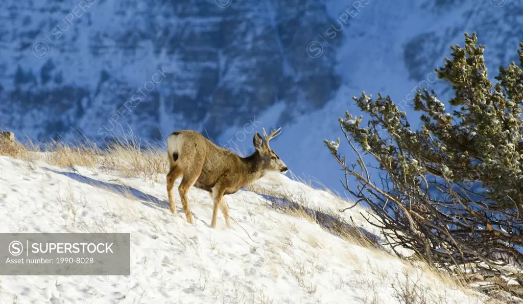 Mule Deer Odocoileus hemionus Male standing on hilltop  Waterton Lakes National Park, southwest Alberta, Canada