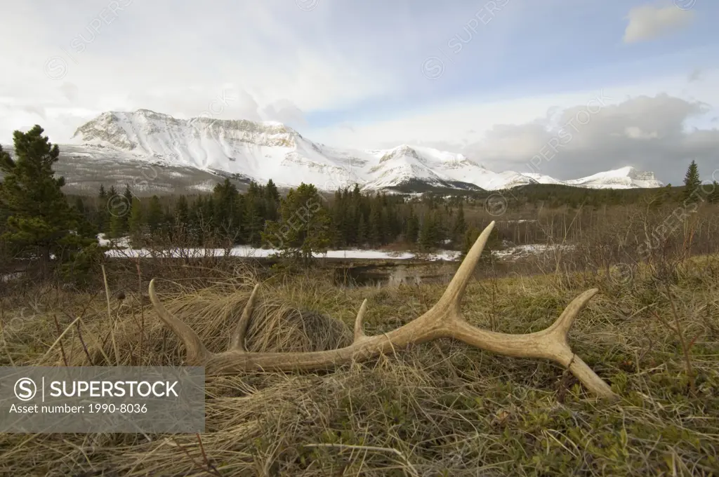 Elk Cervus elaphus Cast Antler  In spring Elk males begin to shed or cast their antlers  Mature bulls are the first to shed followed by the young male...