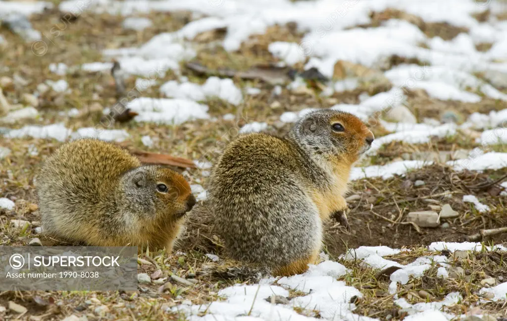 Columbian Ground Squirrel Spermophilus columbianus Adults  This colonial estivator and hibernator sleeps 7-8 months of the year starting estivation as...