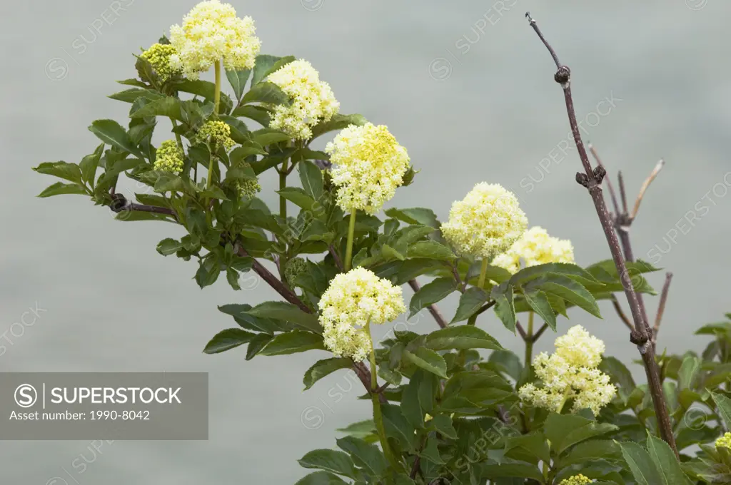 Elderberry Bush Sambucus racemosa Blossoms  Found in moist woods along stream banks and in clearings mainly in the mountains  Beside the Belly River, ...