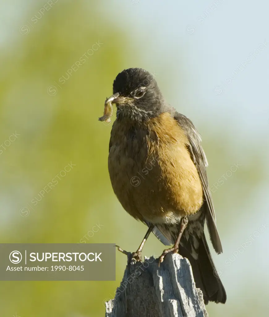 American Robin Turdus migratorius Adult  A familiar large heavy-bodied thrush of parks and gardens as well as wooded and open areas  Waterton Lakes Na...
