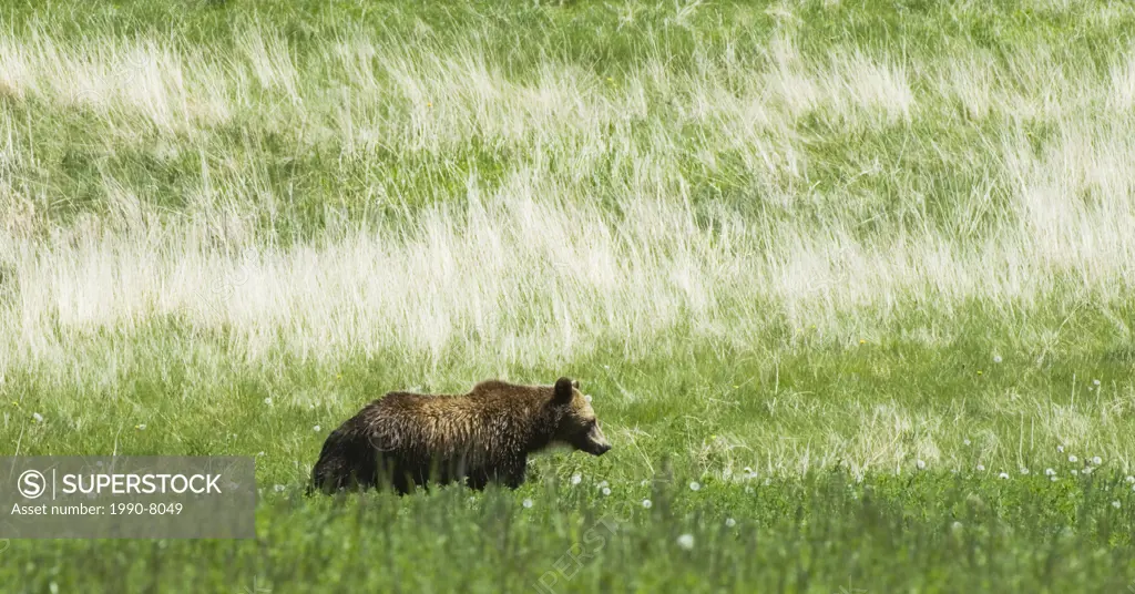 Grizzly Bear Ursus arctos Adult roaming the prairie grasslands adjacent to the mountainous region of southwest Alberta, Canada