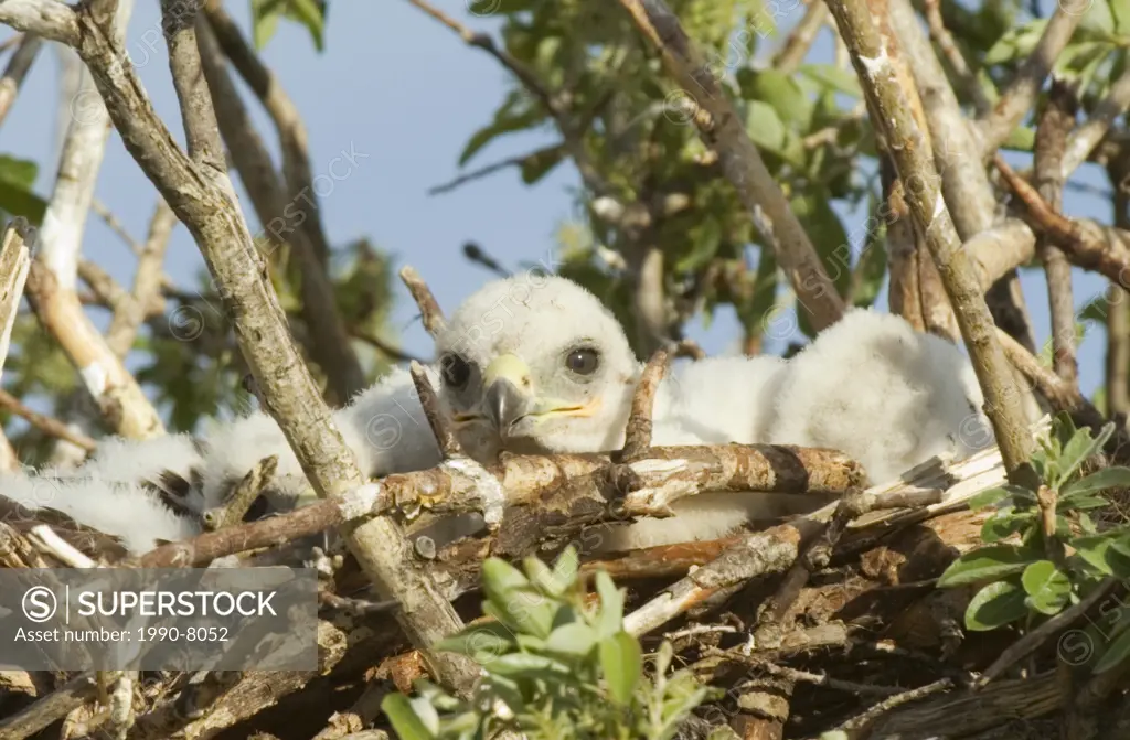 Ferruginous Hawk Buteo regalis Nestlings  A hawk of open dry country of western Untied States and western Canada  Becoming rare these hawks are one of...