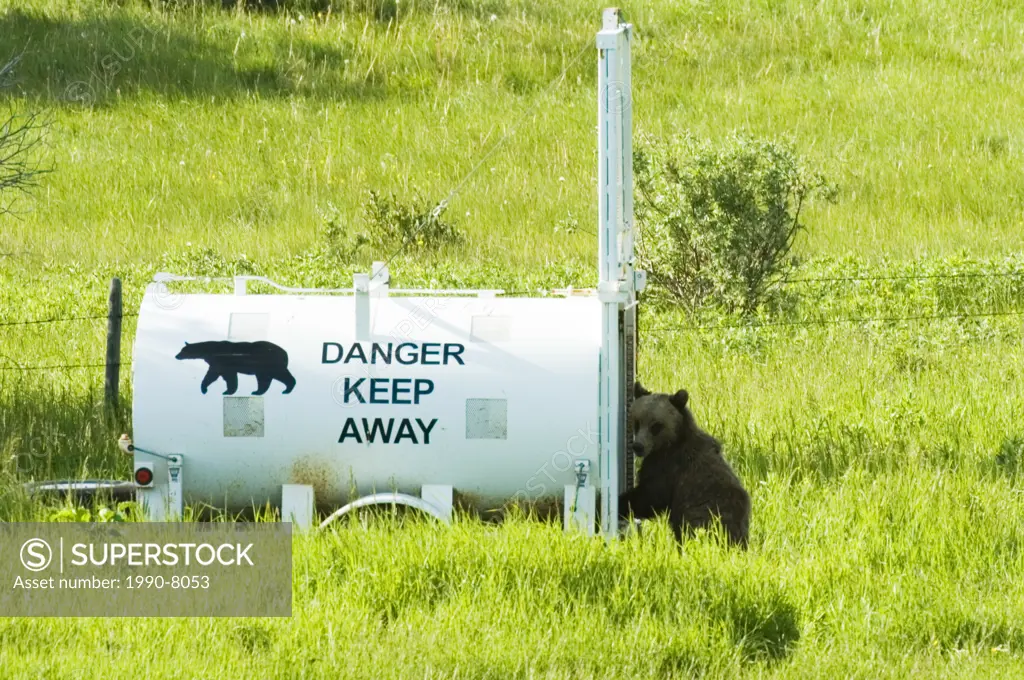 Black Bear Ursus americanus Entering a live trap, Waterton Lakes National Park, southwest Alberta, Canada