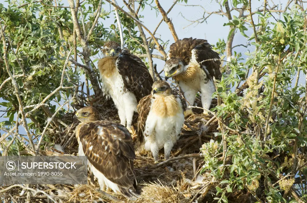 Ferruginous Hawk Buteo regalis Nestlings  A hawk of open dry country of western Untied States and western Canada  Becoming rare these hawks are one of...