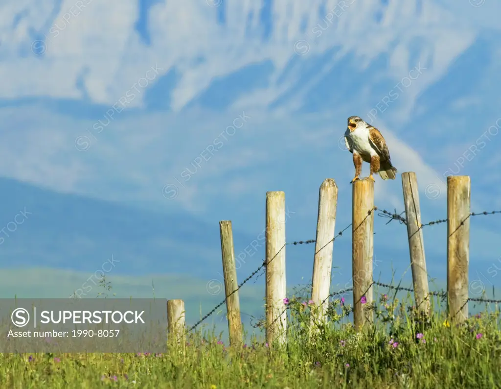 Ferruginous Hawk Buteo regalis Adult  A hawk of open dry country of western Untied States and western Canada  Becoming rare these hawks are one of the...