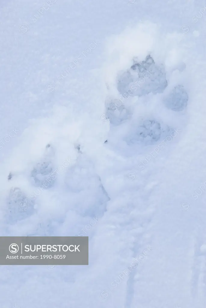 Wolf Canis lupus Tracks in snow  Similar to domestic dog but larger  Foreprint 4 1/4 to 5 inches long, hind print slightly smaller  Walking stride is ...