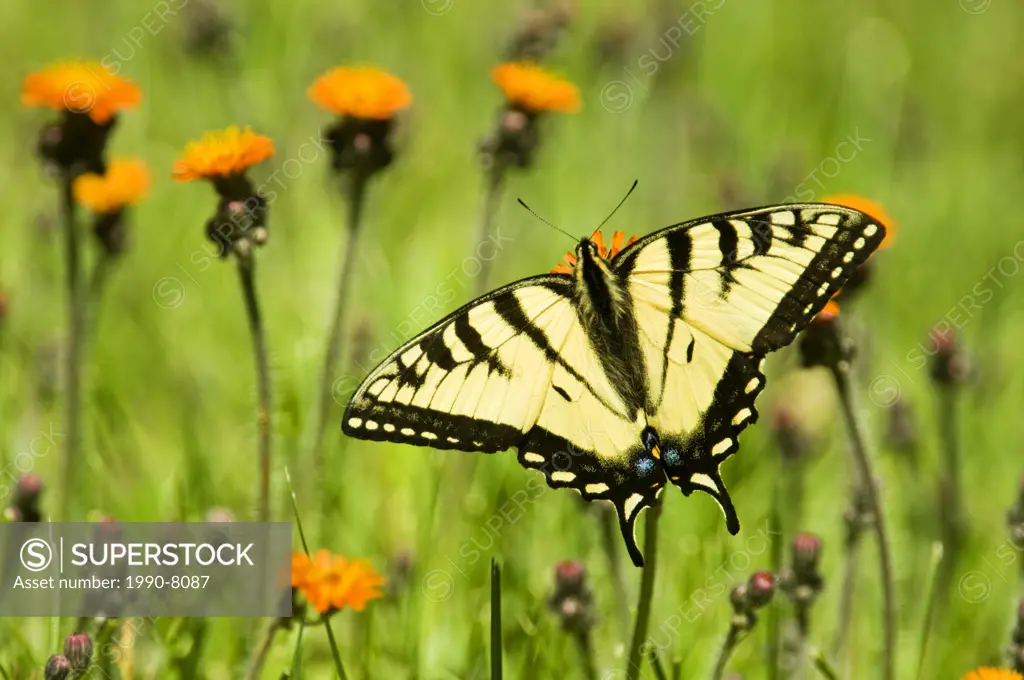 Canadian tiger swallowtail Papilio canadensis perched and nectaring on orange hawkweed, Lively, Ontario, Canada