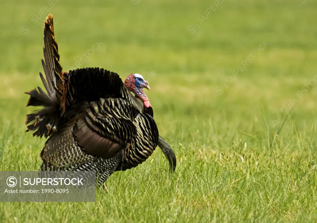 Wild turkey Meleagris gallopavo, ´Tom´ displaying in meadow, Great Smoky Mountains National Park, Tennessee, U S A