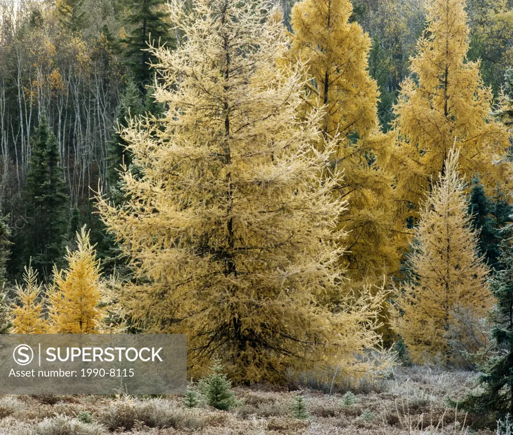 Larch trees in autumn foliage with frost, Lively, Ontario, Canada