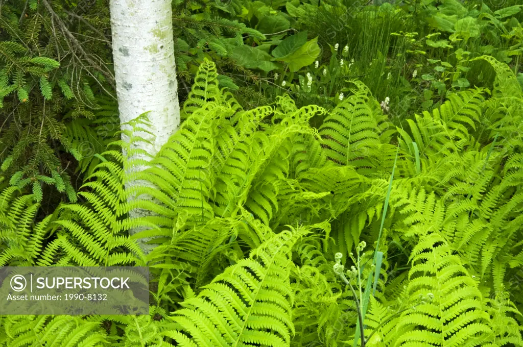 Wood fern, ryopteris spp  and aspen tree trunks, Lively, Ontario, Canada