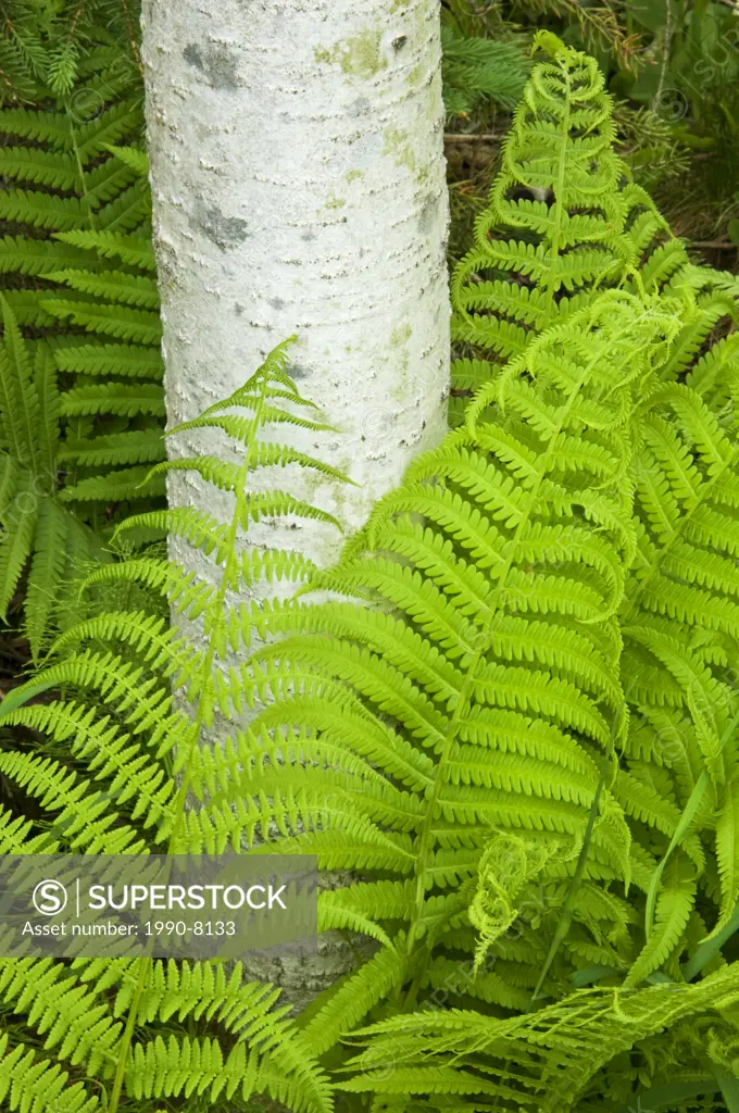 Wood fern, ryopteris spp  and aspen tree trunks, Lively, Ontario, Canada