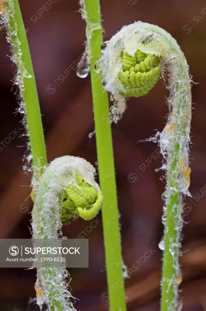 Interrupted fern Osmunda claytoniana Emerging ´fiddleheads´ with protective coverings and raindrops, Lake Laurentian Conservation Area, Sudbury, Ontar...