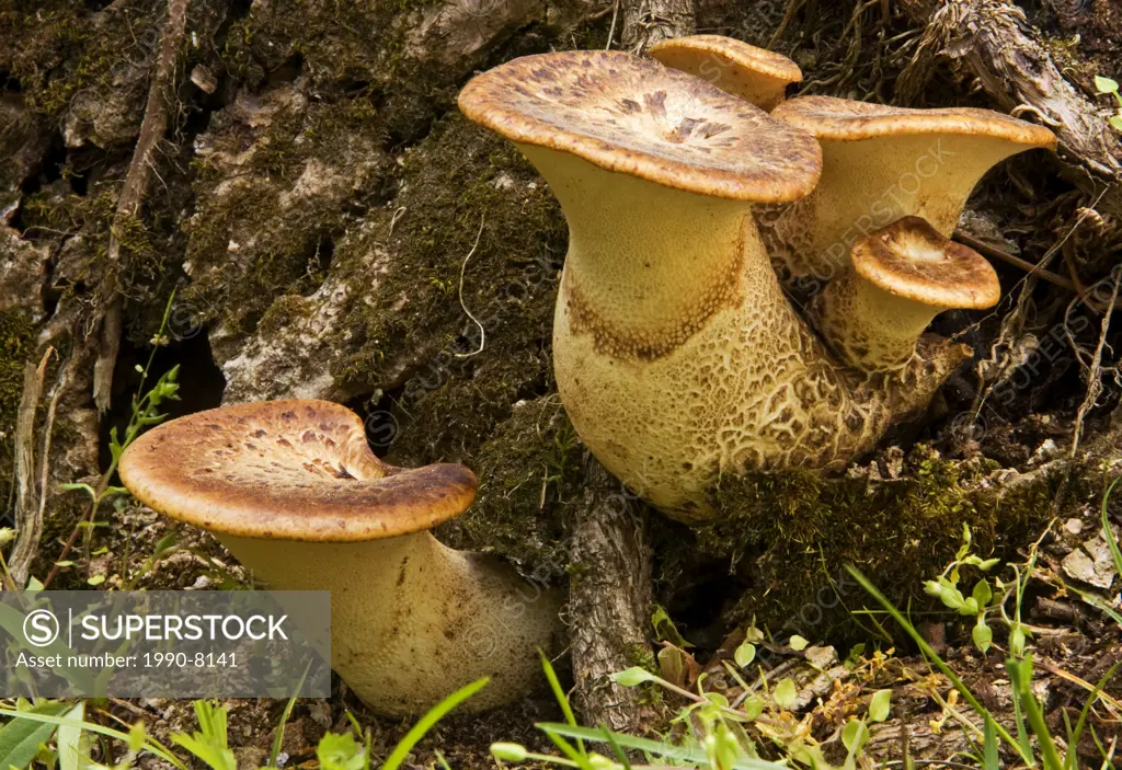 Dryads saddle Polyporus squamosus, Great Smoky Mountains National Park, Tennessee, U S A