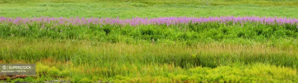 Fireweed Epilobium angustifoloium colony in field with sedges and grasses, Sudbury, Ontario, Canada