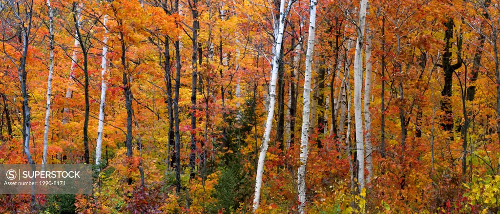 Autumn colours in hardwood forest, Point au Baril, Ontario, Canada