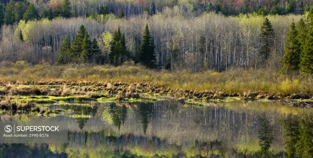 Early spring foliage and beaver pond, Worthington, Ontario, Canada