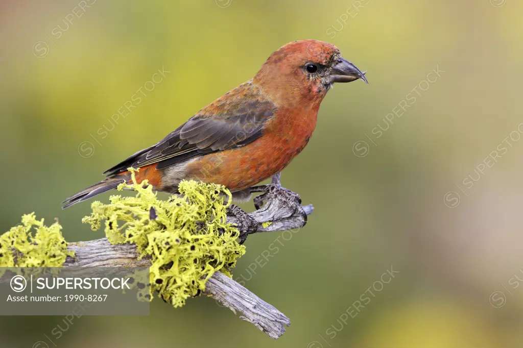 A Red Crossbill Loxia curvirostra perched on a lichen covered branch in Victoria, British Columbia, Canada